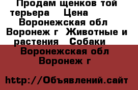 Продам щенков той-терьера  › Цена ­ 7 000 - Воронежская обл., Воронеж г. Животные и растения » Собаки   . Воронежская обл.,Воронеж г.